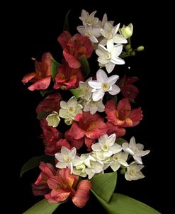 Paperwhites & Red Alstromeria