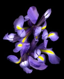 Blue Iris ‘09