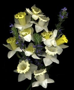 Daffodils & Rosemary