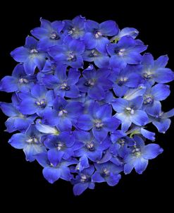 Blue Delphinium