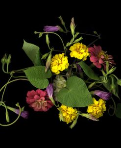 Morning Glory, Zinnias, And Marigolds