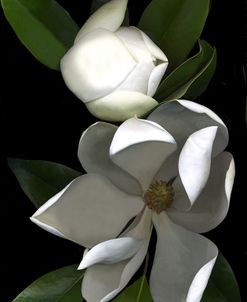 White Magnolia