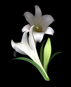 Easter Lilies #3