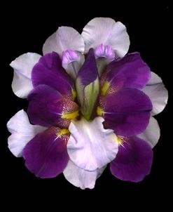 Iris Reconstructed