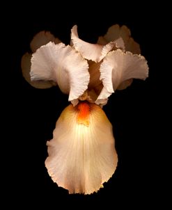 Peach Iris #2