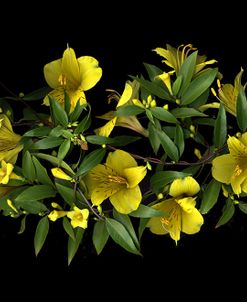 Carolina Jasmine & Alstromeria