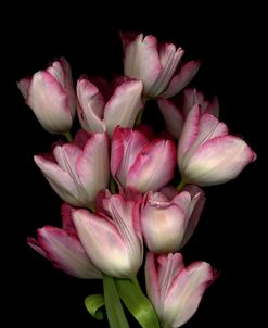 Tulips#1