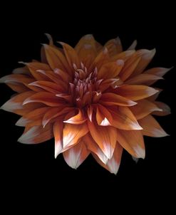 Perfect Dahlia