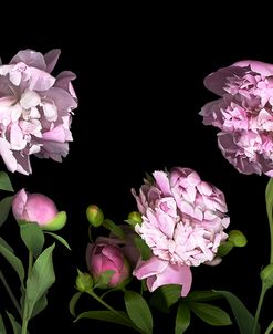 Peonies