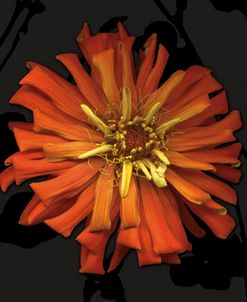 Floral Burst III