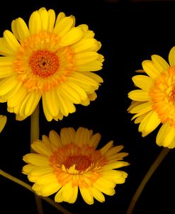 Yellow Gerbera Daisies