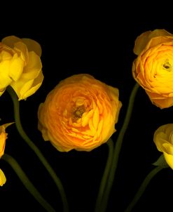 Yellow Ranunculus #3