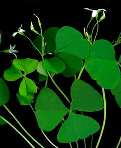 Shamrocks