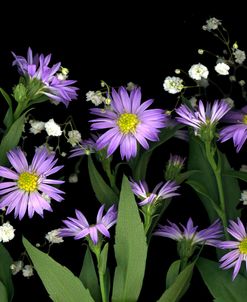 Asters & Baby’s Breath #2