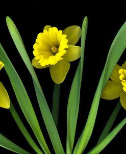 Daffodils #5