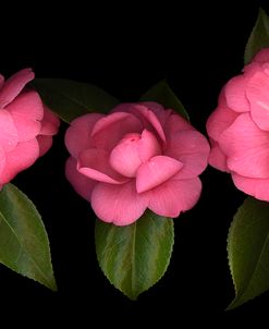 3 Camellias