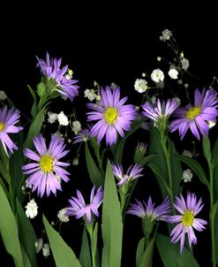 Asters & Baby’s Breath #2A