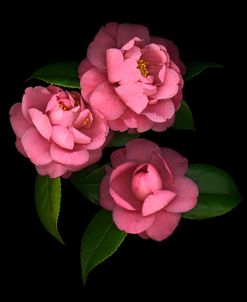 Camellia #8