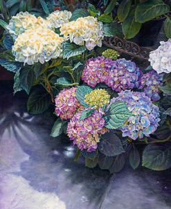 Hydrangeas