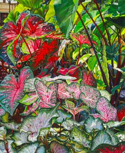 Caladium