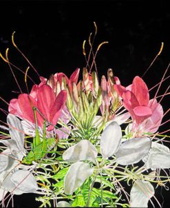 Cleome With Grasshopper