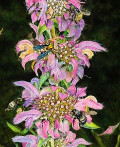 Bee Balm