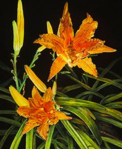 Glowing Daylillies