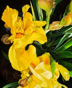 Large Yellow Iris