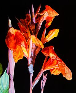 Giant Cannas