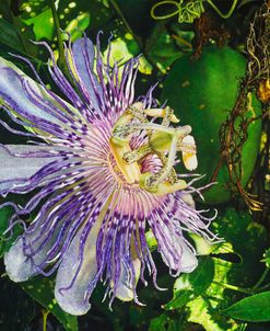 Passion Flower