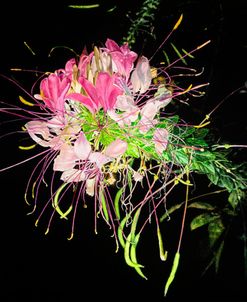 Shooting Star Cleome