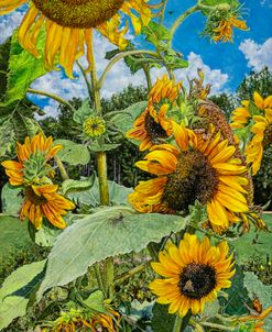 Sunflower 36