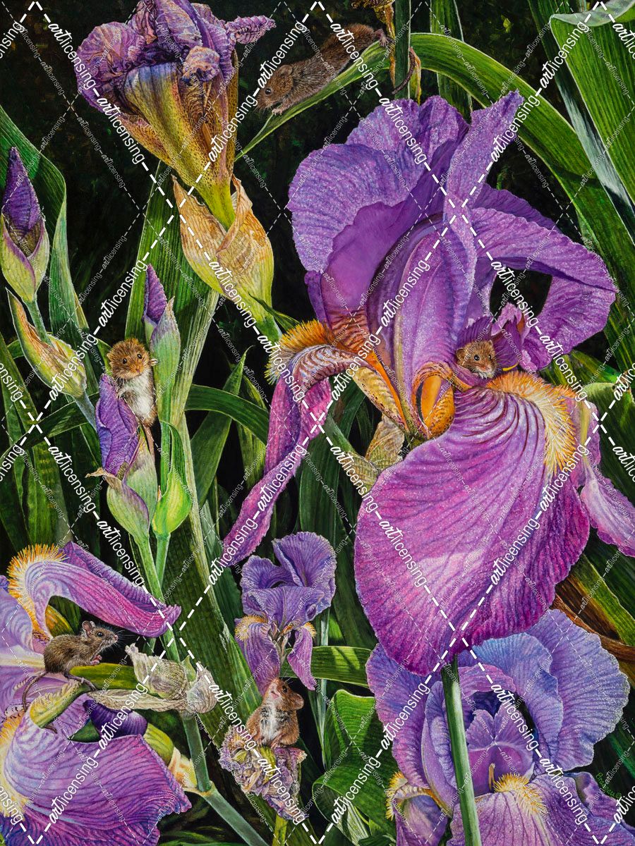 Purple Iris Family