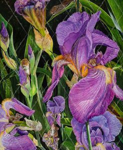 Purple Iris Family
