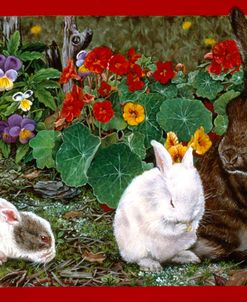 Baby Bunnies #1 Of 4