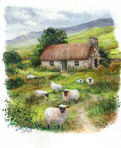 Woolly Friends In Ireland