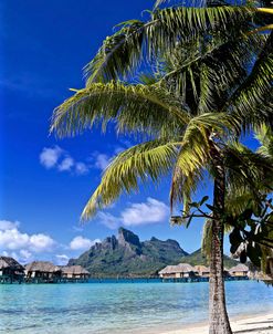 Borabora Palm Tree