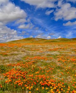 Poppies With Clouds