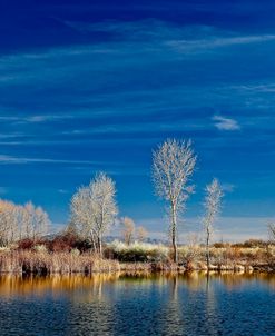 White Reflecting Trees