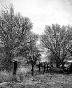 Trees Near A Fence