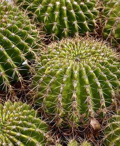 Cactus Rounds