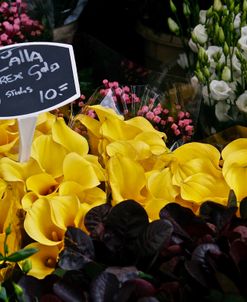 Callas For Sale