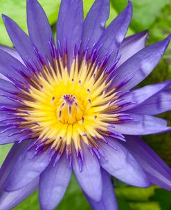Purple Single Flower