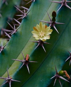 Yellow Flower On A Cactus