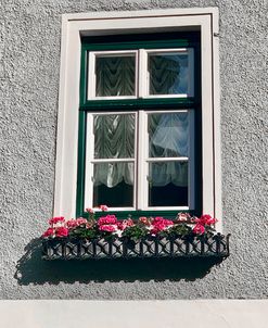Green Window Flowerbox Black and White