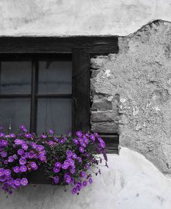 Purple Flowerbox Black and White