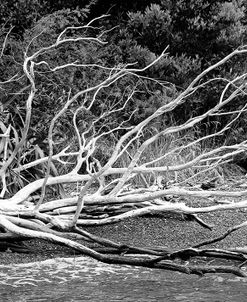 Branch on The Beach in Black and White