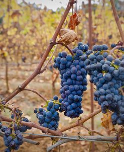 Grapes on a Vine