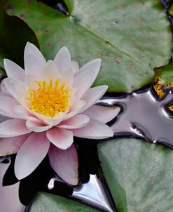 NZ Water Lily