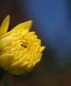 Budding Yellow Chrysanthemum